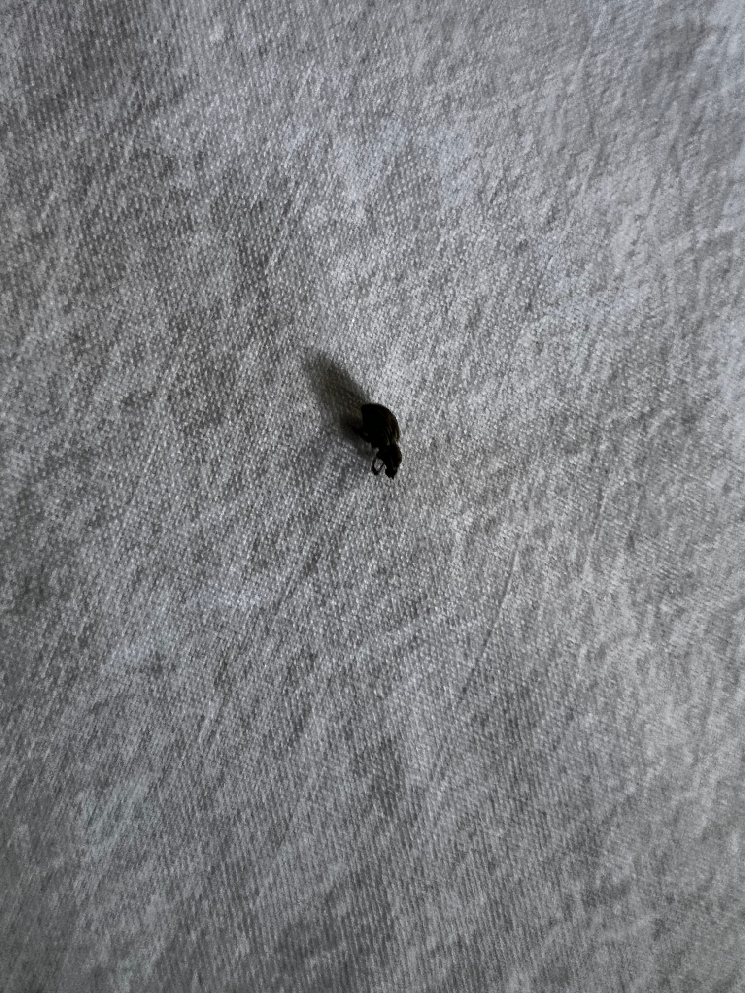 Microtel Inn & Suites by Wyndham Ames-客卧