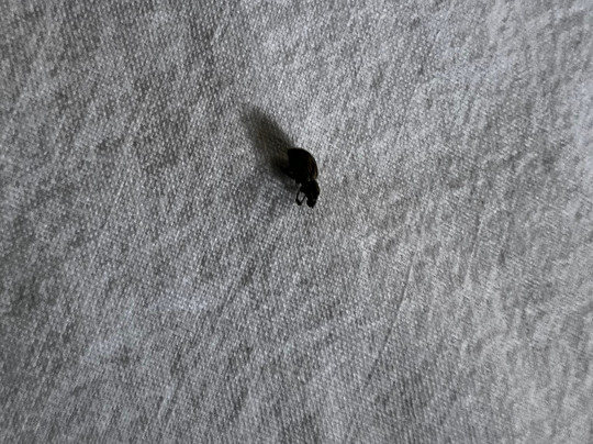 Microtel Inn & Suites by Wyndham Ames主图