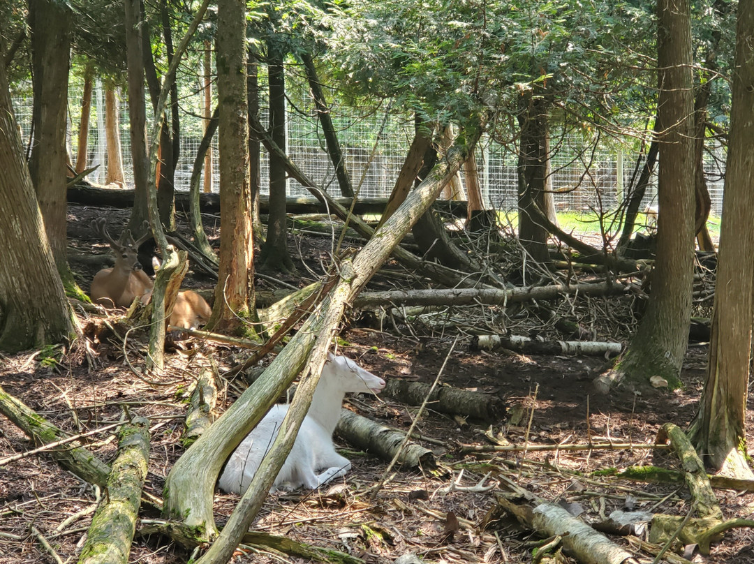 Deer Ranch-圣伊尼亚斯必去景点