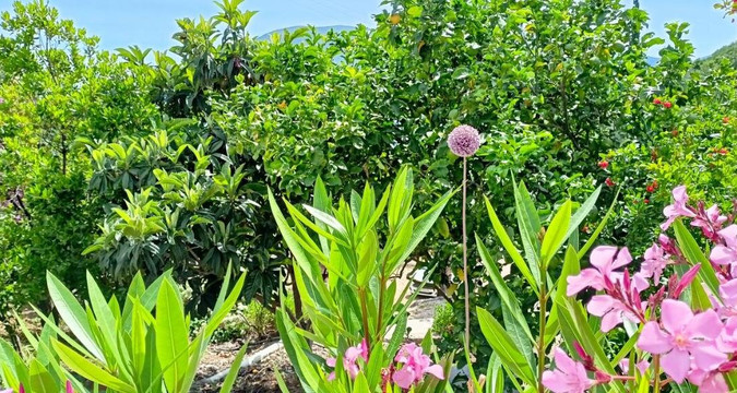 Kaminakia Apartments主图