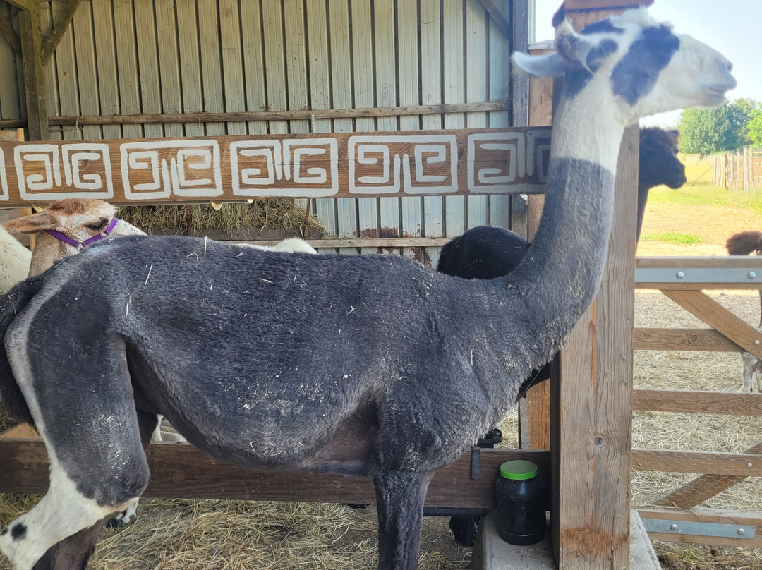Lama Émoi景点图片