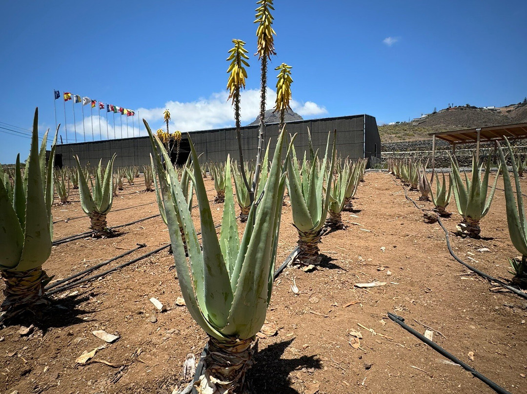 Finca Canarias Aloe Vera-阿罗纳必去景点