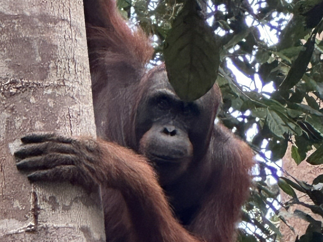 Tanjung Puting National Park-Pangkalan Bun必去景点