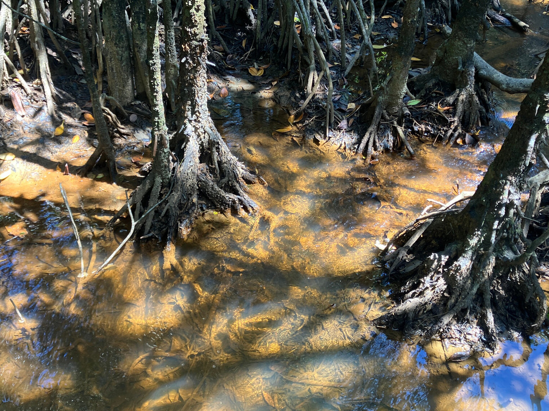 Dubuji Boardwalk-Cape Tribulation必去景点