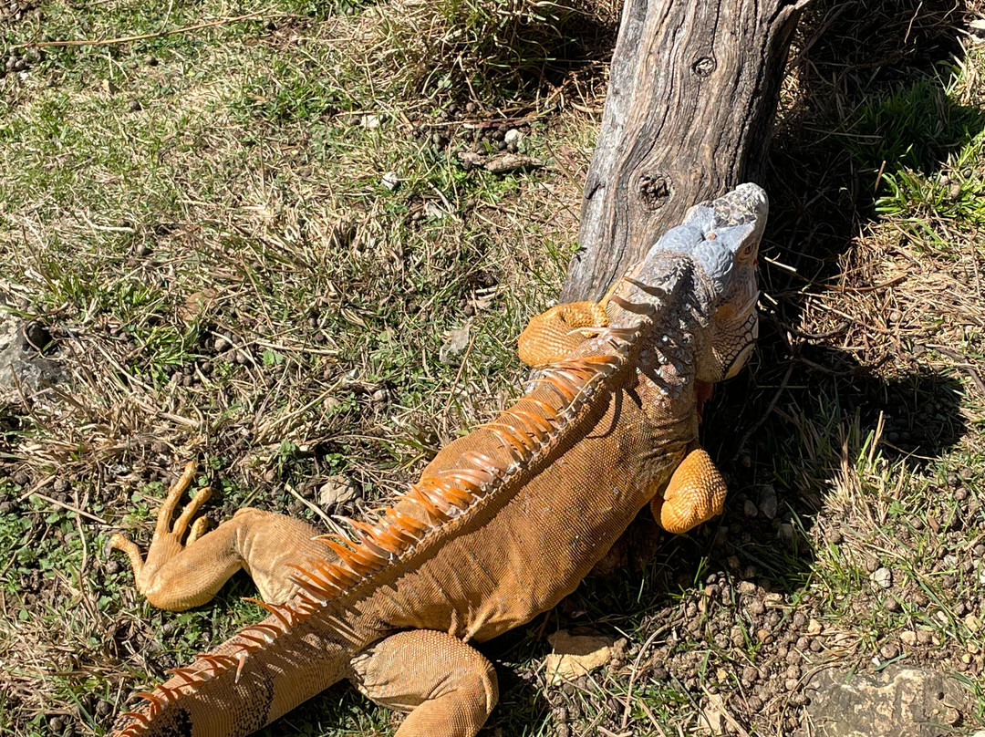 Chateau de Rhodes主图