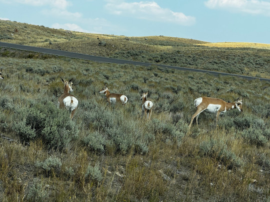 Good Trip Adventures Yellowstone-西黄石镇必去景点