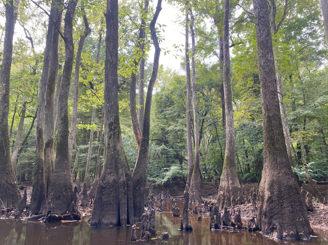 Palmetto Outdoor-West Columbia必去景点