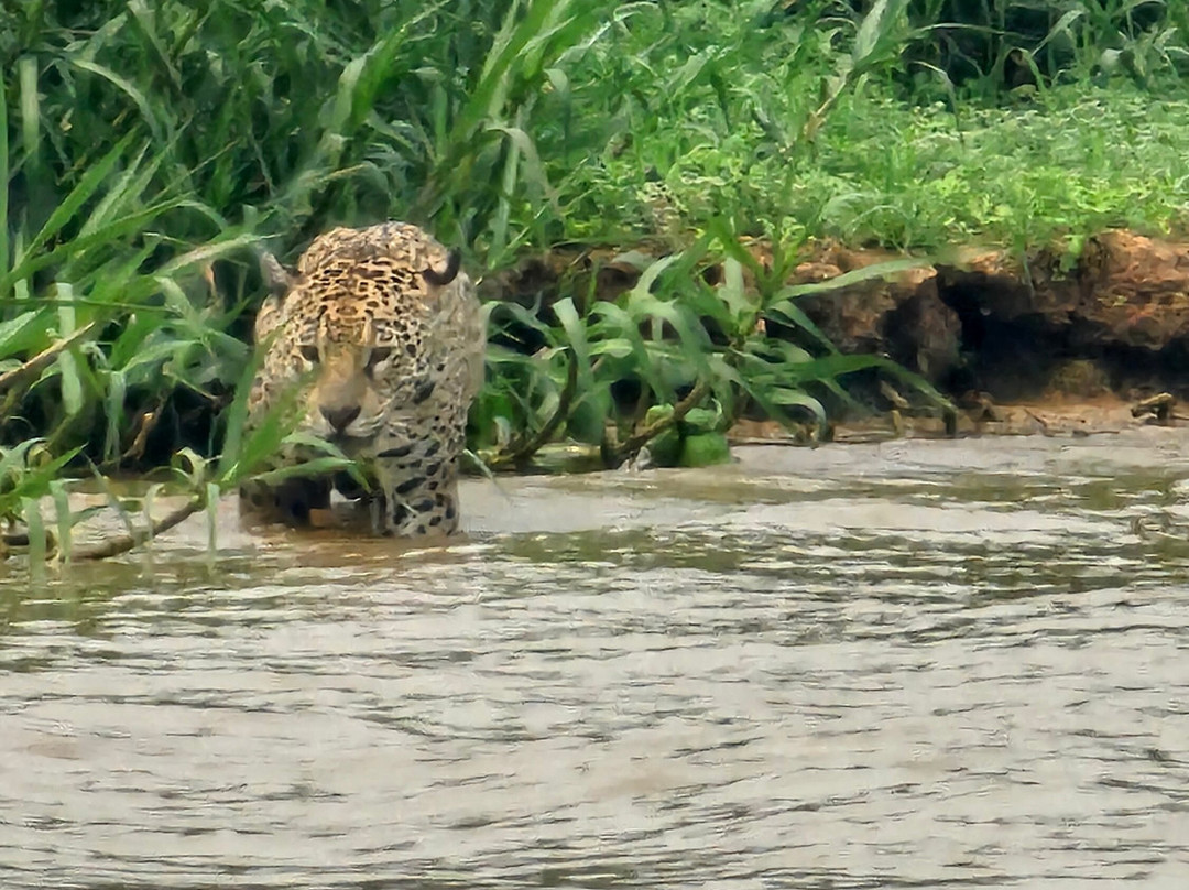Jaguar Photo Expeditions景点图片
