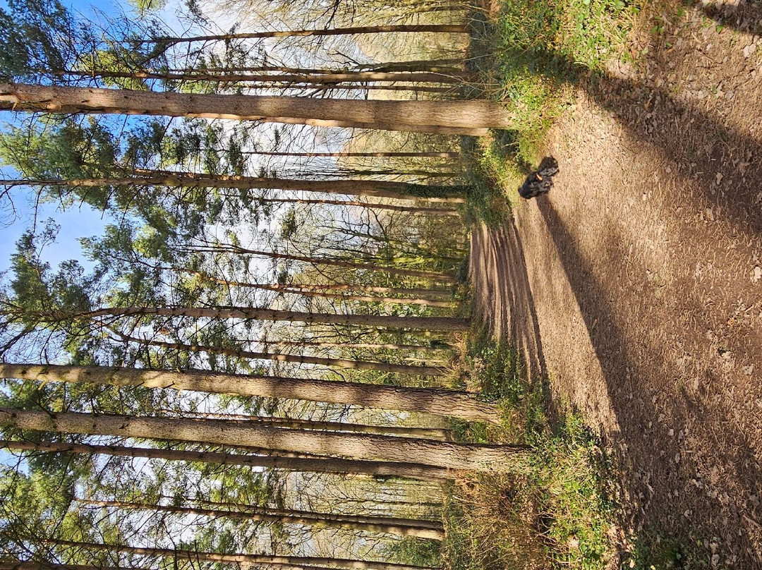 Queenswood Country Park & Arboretum景点图片