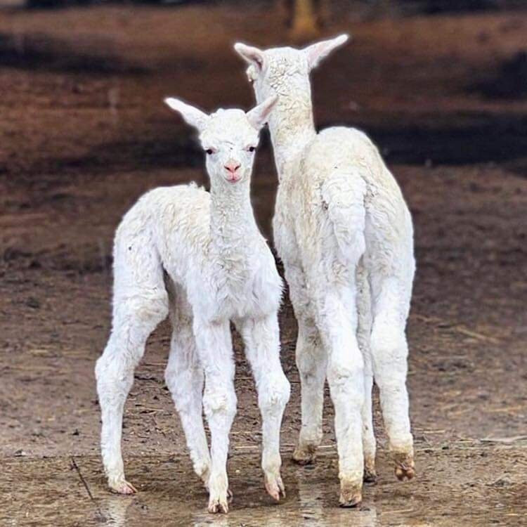 Timbuktu Alpaca & Agri-tourism Farm景点图片