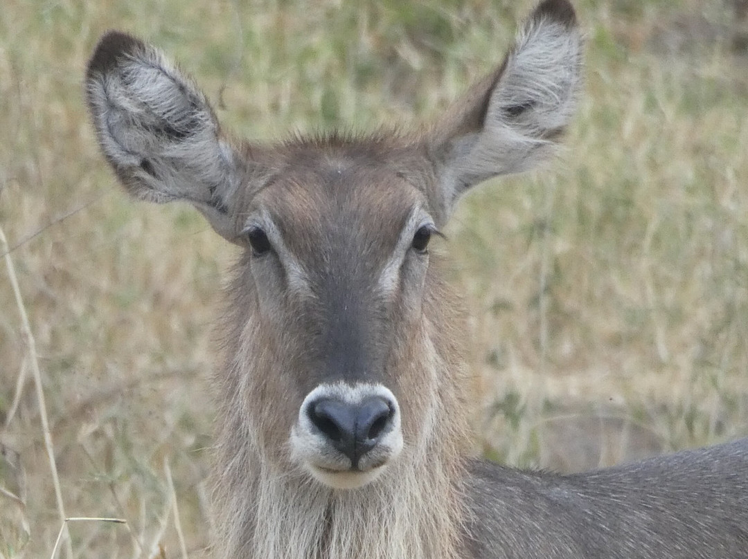 Alledom Safaris-阿鲁沙必去景点