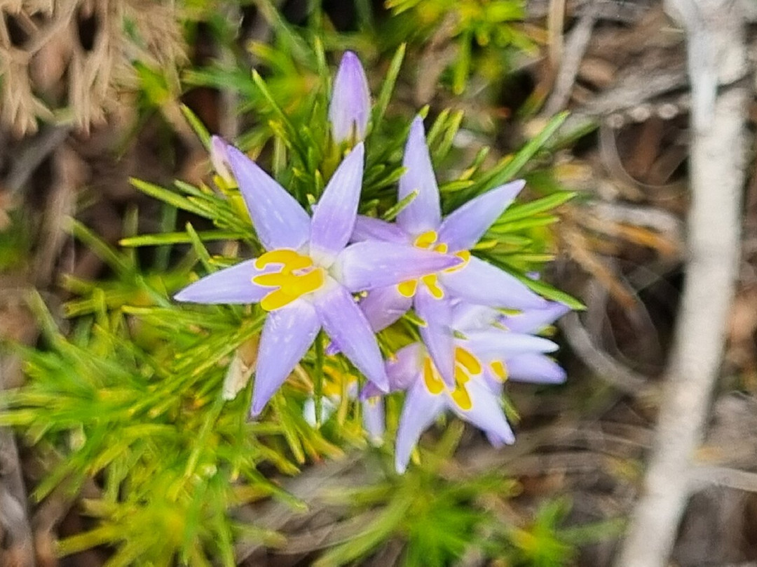 Lesueur National Park-朱里恩湾必去景点