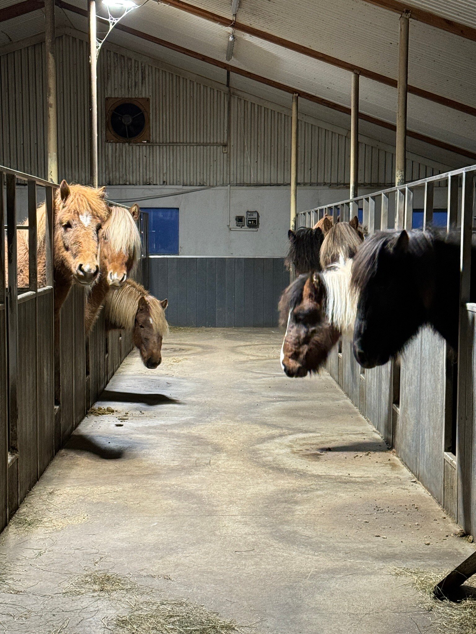 Stóra-Ásgeirsá Horse Farm Stay-官方