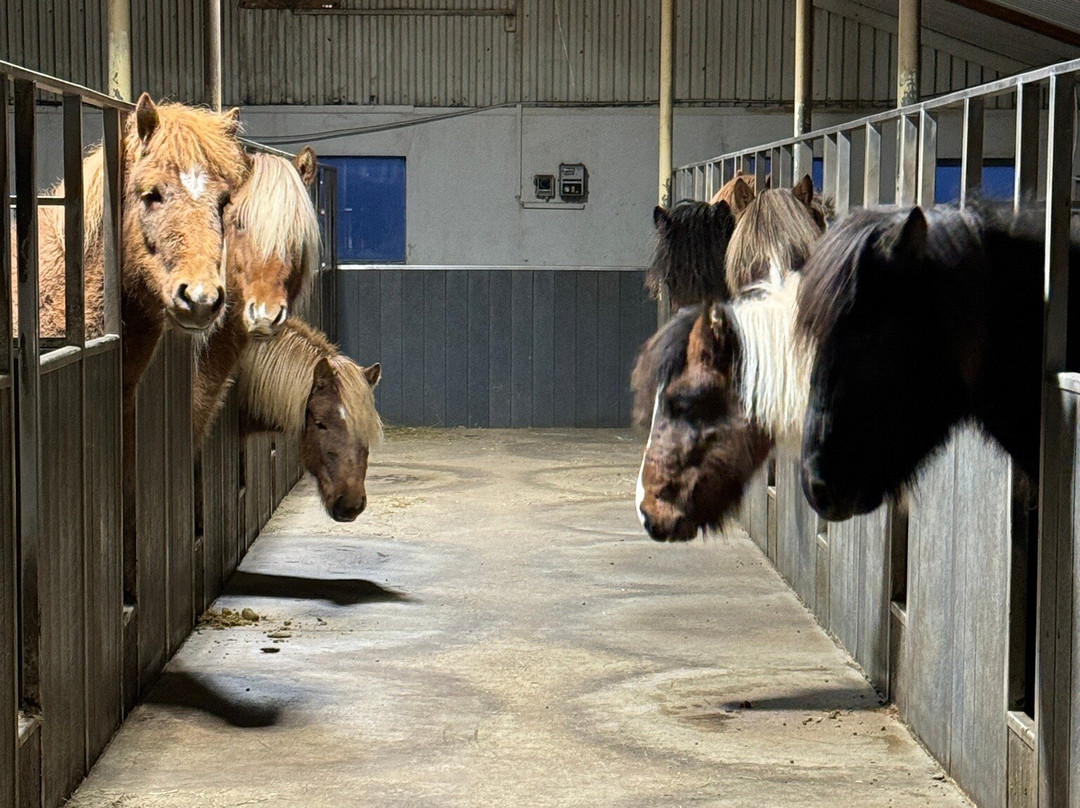 Stóra-Ásgeirsá Horse Farm Stay主图