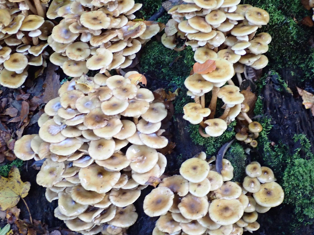 Sonian Forest-布鲁塞尔必去景点