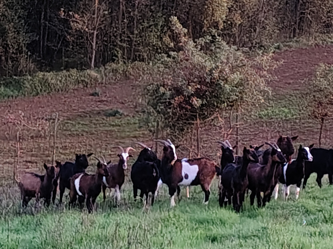 Agriturismo Amarant主图