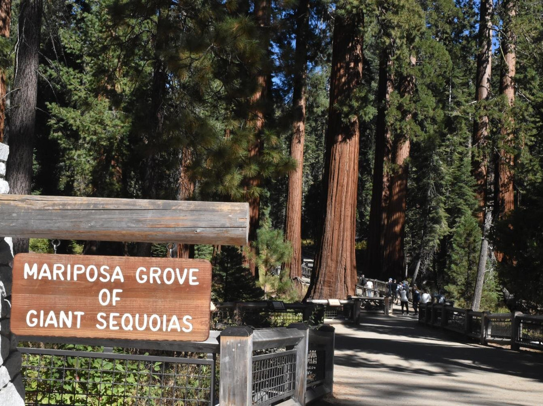Mariposa Grove of Giant Sequoias景点图片