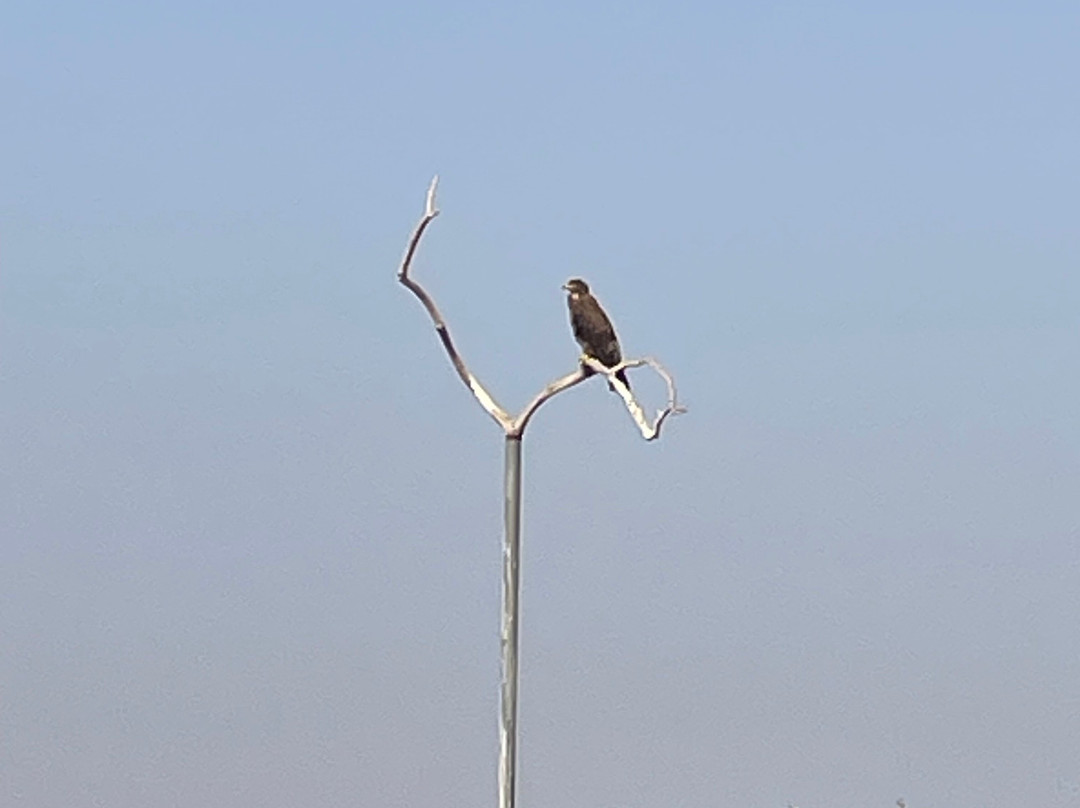 Jorbeer Conservation Reserve-碧卡内必去景点
