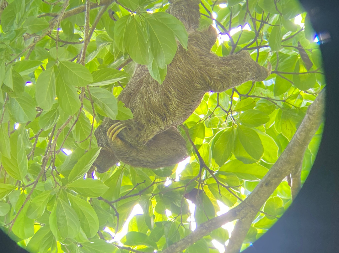 Manuel Antonio Park Wildlife Tour-哥斯达黎加安东尼奥国家公园必去景点