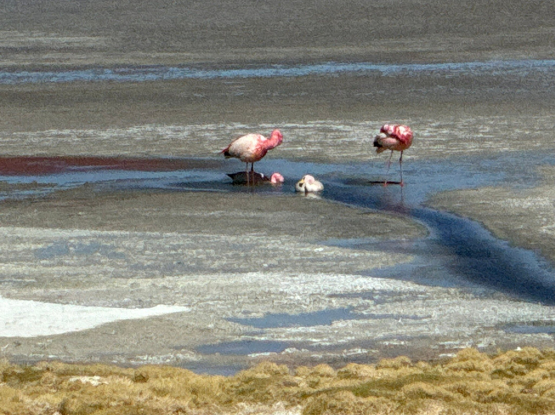 Eduardo Avaroa National Reserve of Andean Fauna景点图片