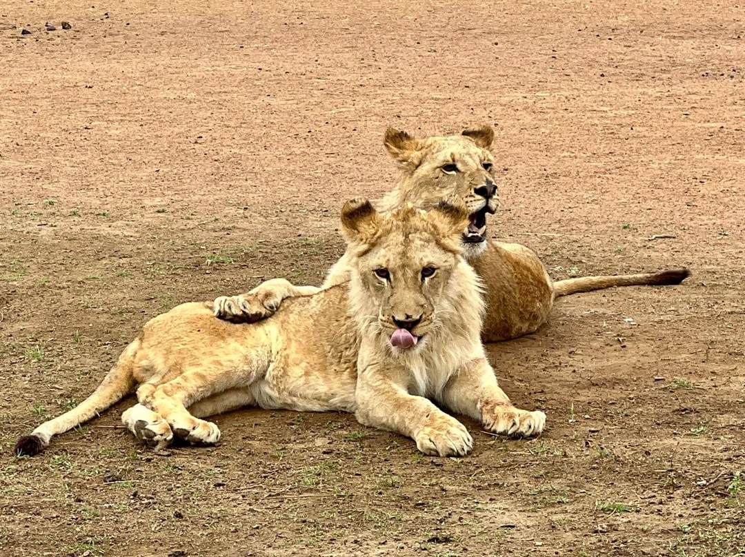 Ukutula Conservation Center-Brits必去景点