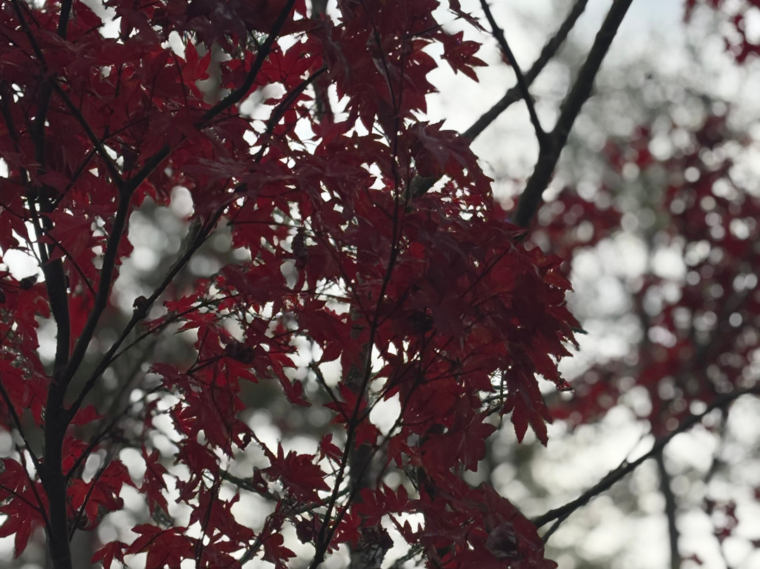 Pinebrook Manor B&B Inn主图