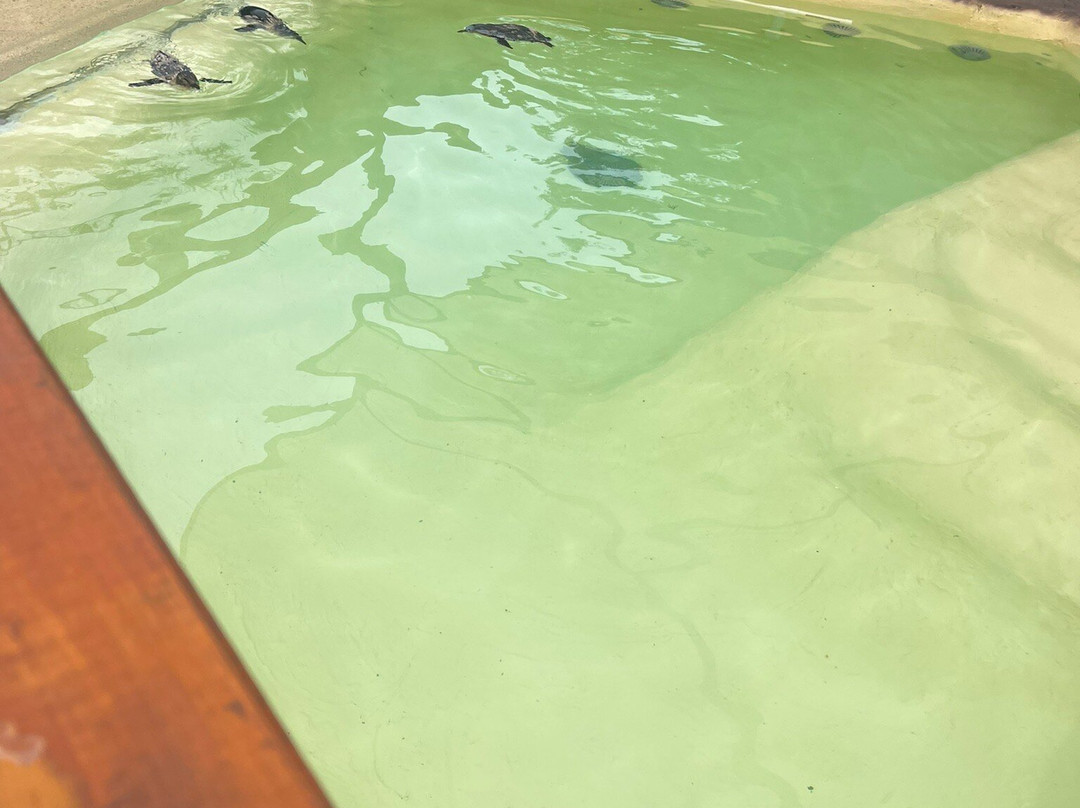 Amazement Farm & Fun Park-怀昂溪必去景点