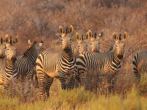 Elikya Safaris Tour-温德和克必去景点