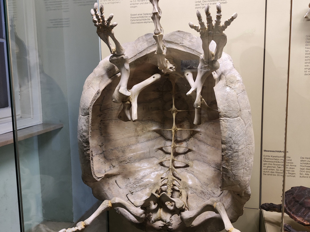 Naturkunde Museum Stuttgart-斯图加特必去景点