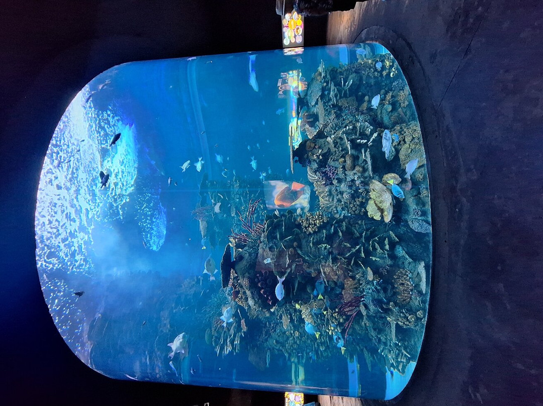 Gran Acuario Mazatlán Mar de Cortés-马萨特兰必去景点