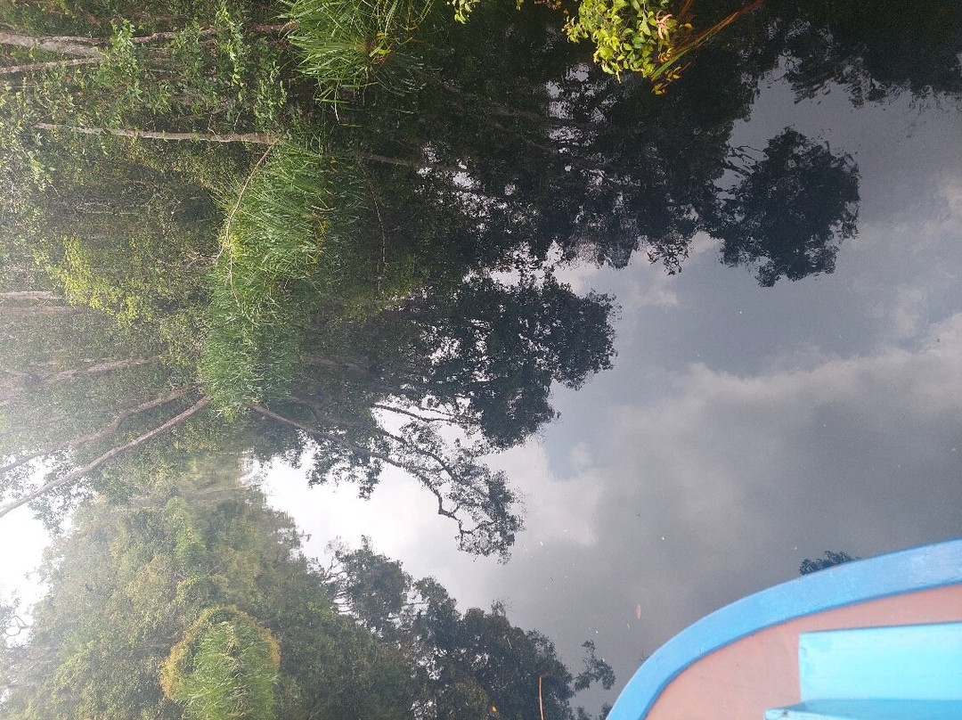 Orang Utan Kalimantan-Pangkalan Bun必去景点