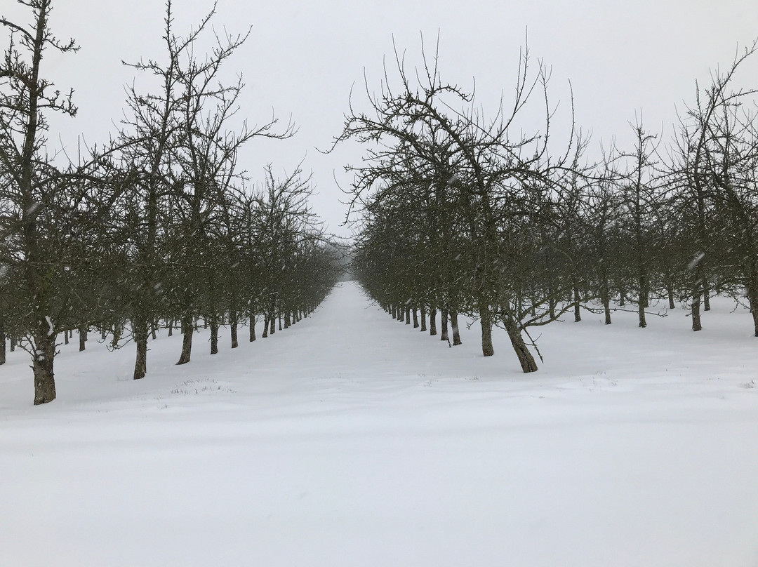 Bowhayes Trees-Ottery St. Mary必去景点