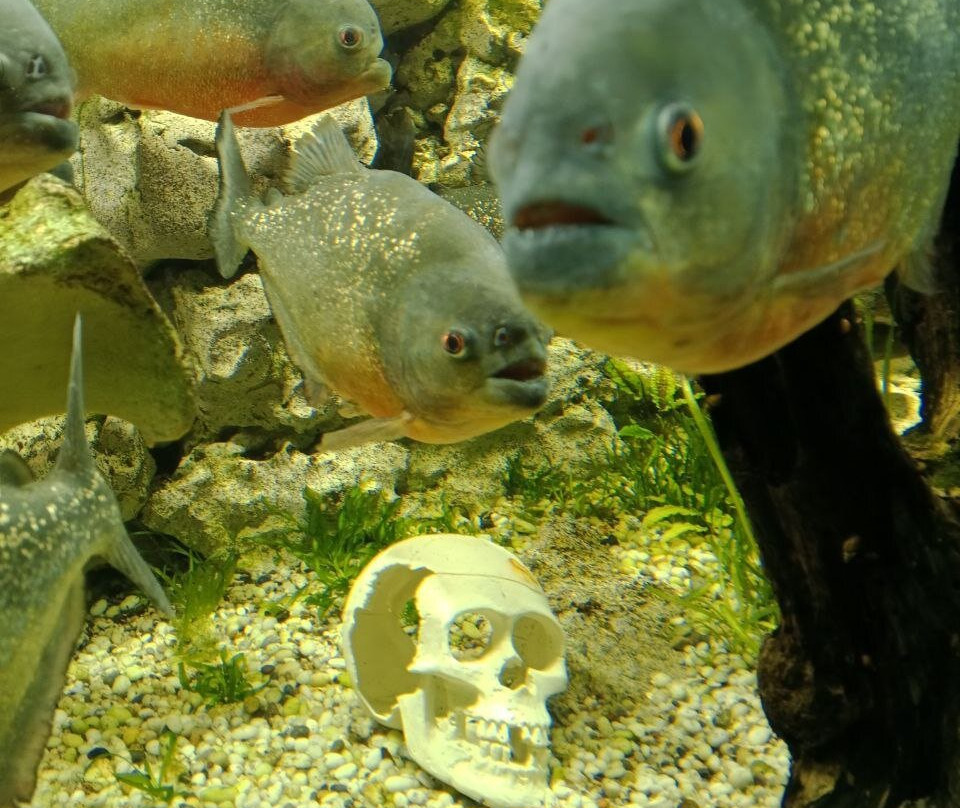 Alushta Aquarium-阿卢什塔必去景点