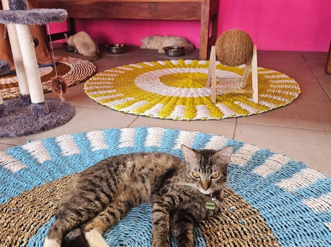 Cat Island Lembongan-蓝梦岛必去景点