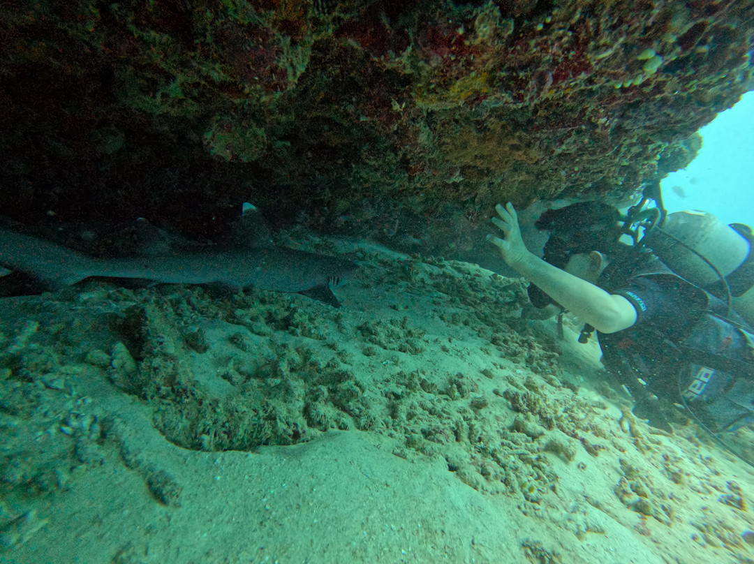 Trawangan Dive Centre景点图片
