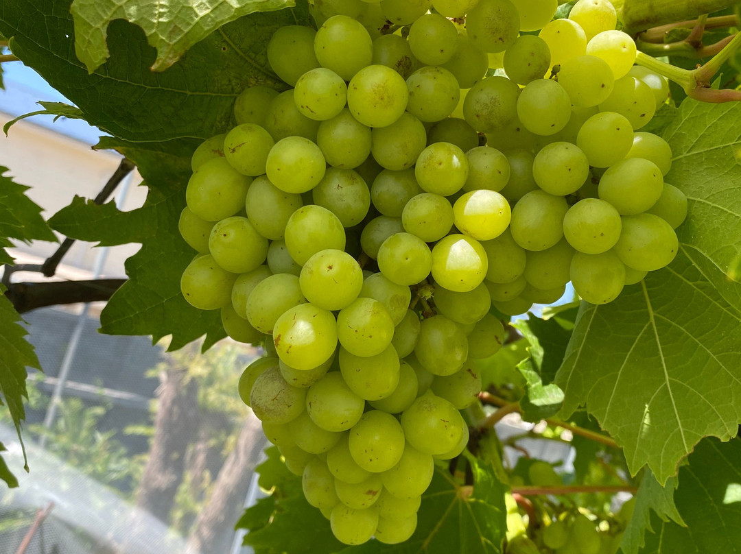 Bay of Shoals Winery-金斯科特必去景点