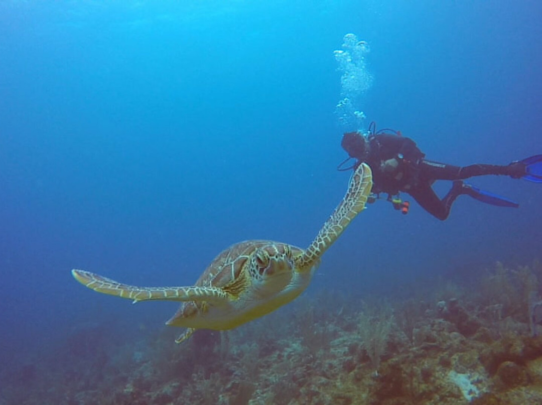 Akumal Dive Center-艾库玛尔必去景点