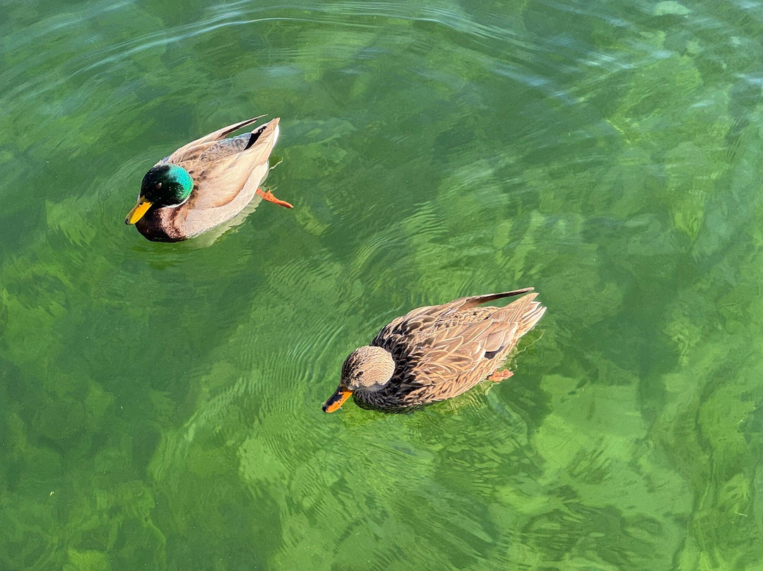 Willow Beach Marina-Willow Beach必去景点