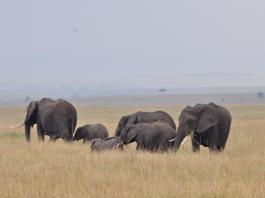Mara Baloon Safari.-Talek必去景点