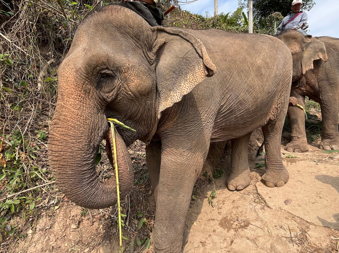 Elephant Adventure Village-旺阳必去景点
