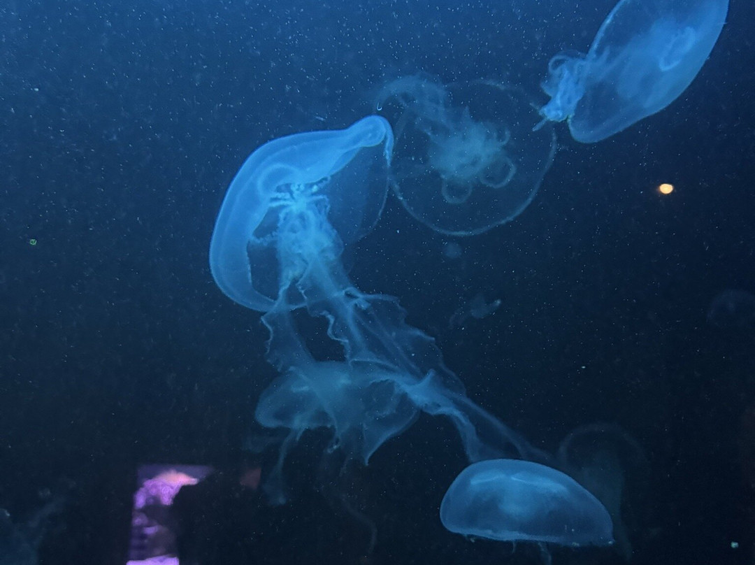 Daytona Aquarium & Rainforest Adventure-代托纳比奇必去景点