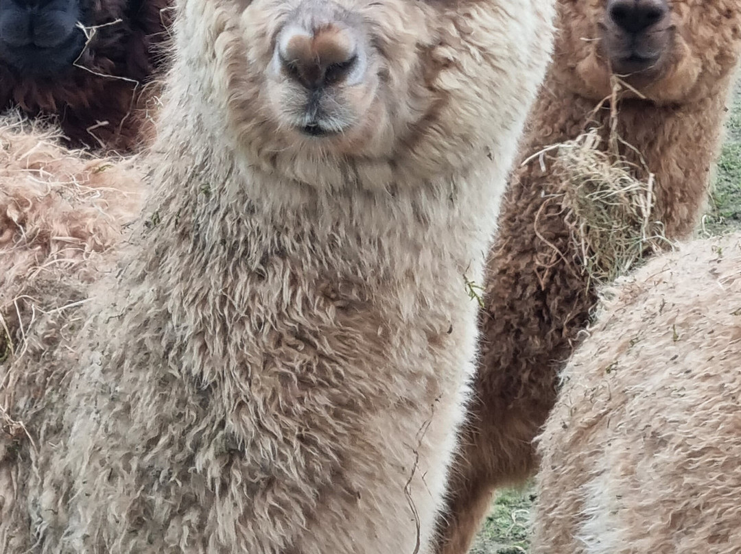 Mochica Alpacas景点图片