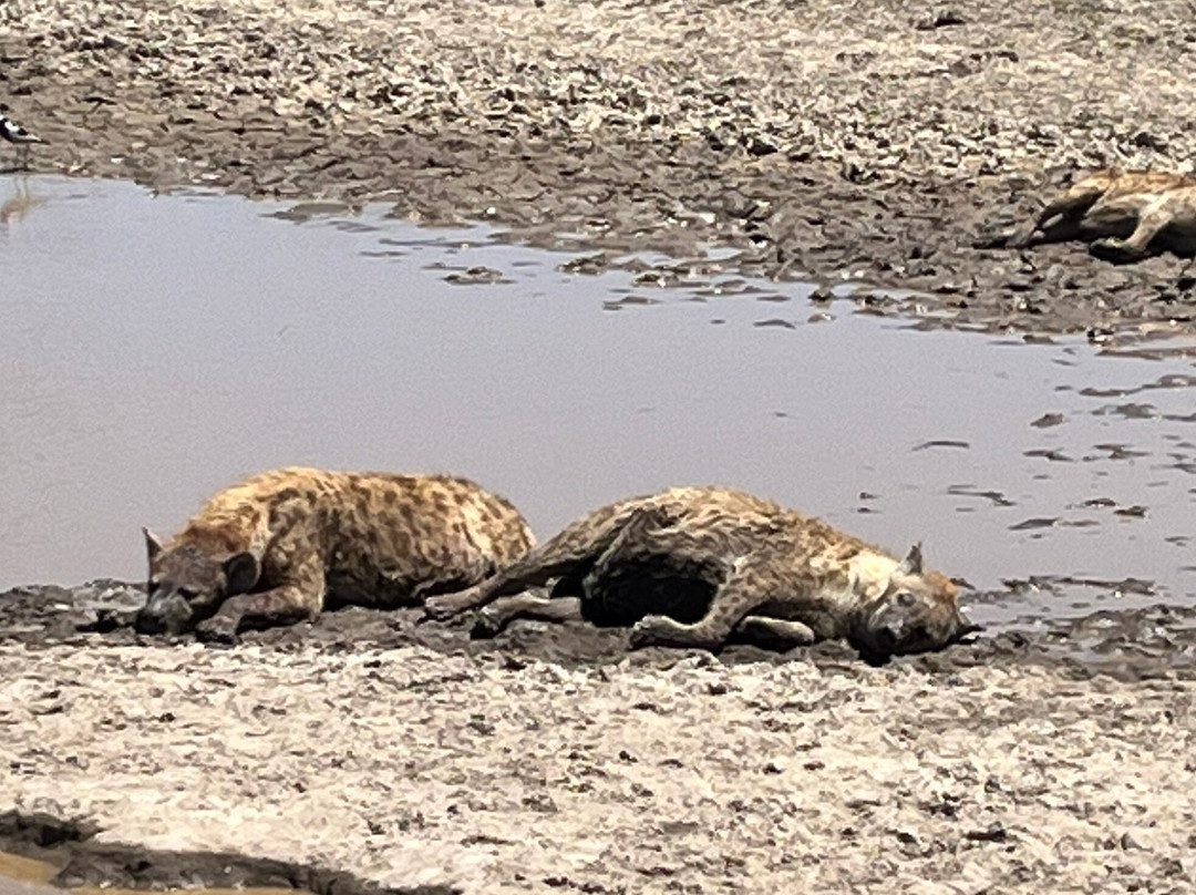 Serengeti National Park-Ikoma必去景点