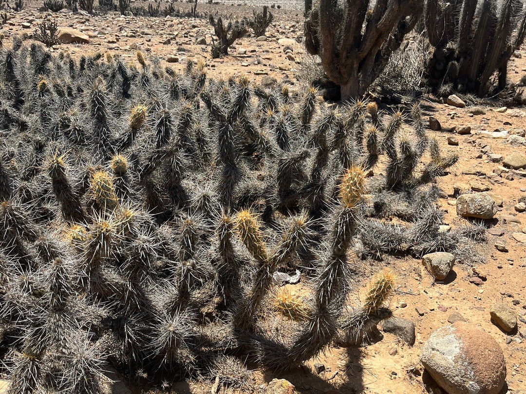 Punta Choros-拉塞雷纳必去景点