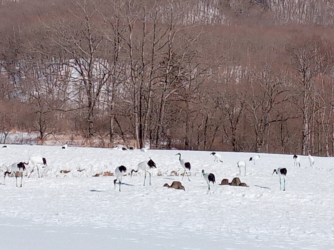Akan International Crane Centre-钏路市必去景点