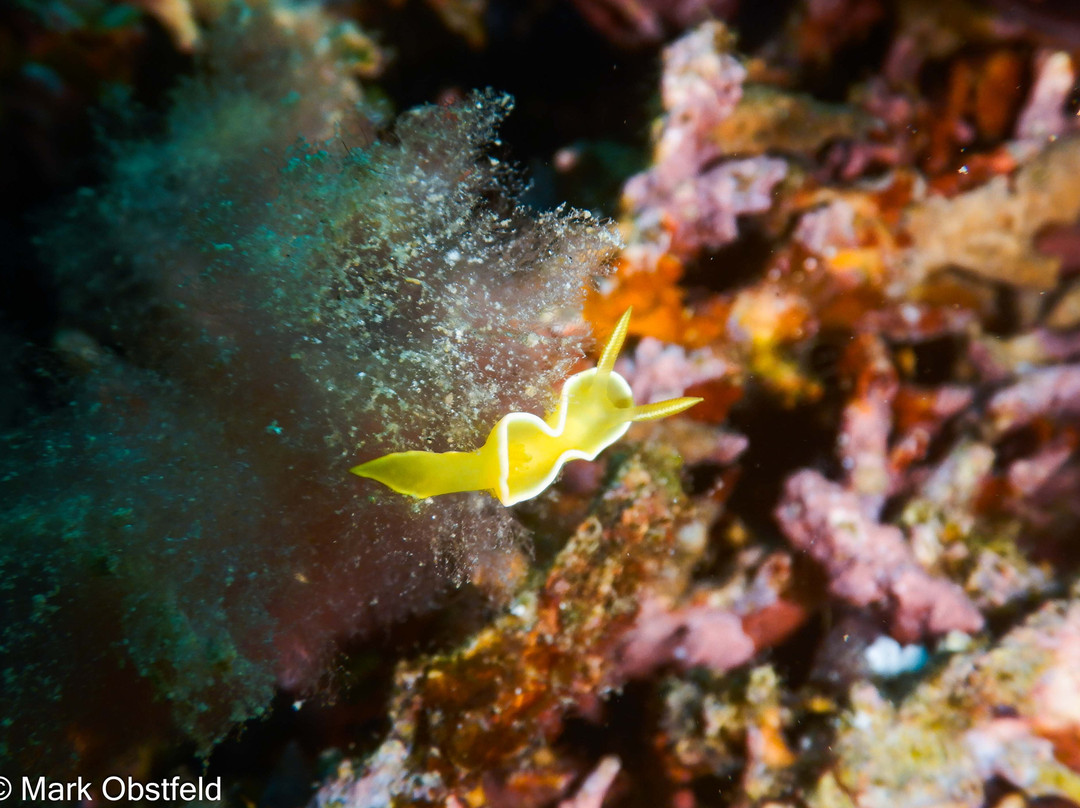 Marine Conservation Philippines-桑博安吉塔必去景点