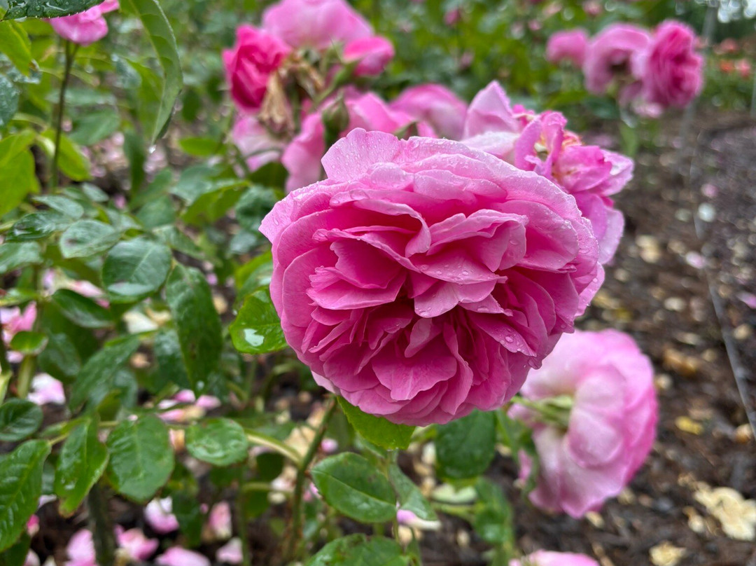 Princess Grace Botanical Garden-摩纳哥城必去景点