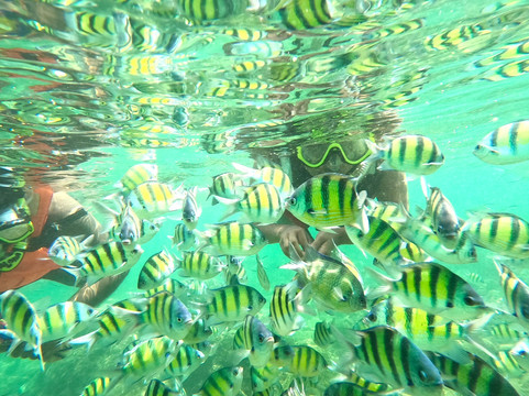 Hikkaduwa Snorkeling And Diving Aloha-希克杜沃必去景点