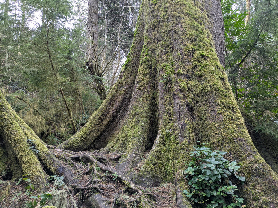 Cathedral Tree Trail-阿斯托里亚必去景点