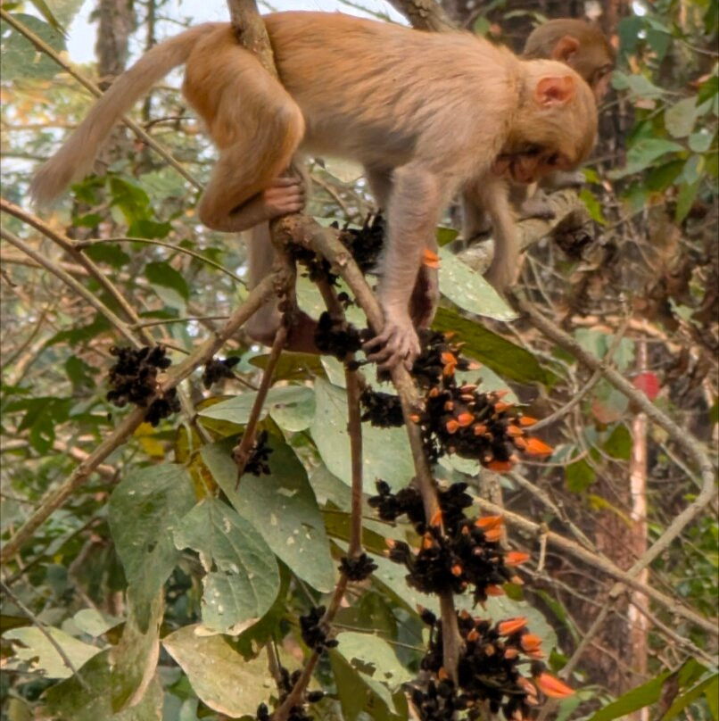 Chitwan Jungle Safari-奇旺国家公国必去景点
